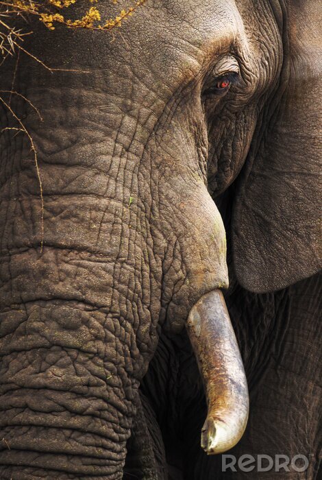 Sticker Porträt eines Elefanten als Annäherung