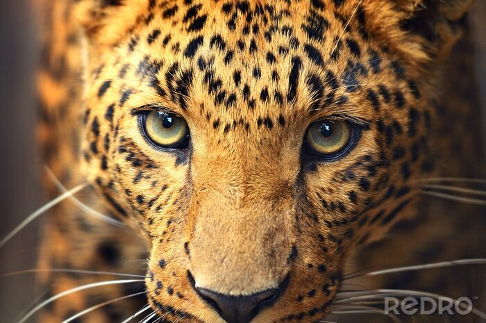Sticker Porträt eines Leoparden