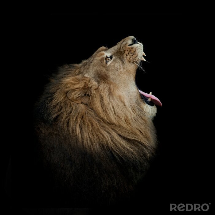 Sticker Porträt eines Löwen mit offenem Maul