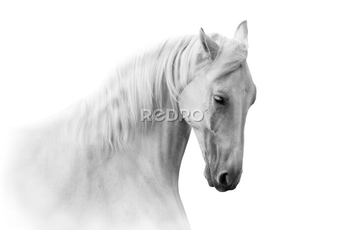 Sticker Porträt eines weißen Pferdes