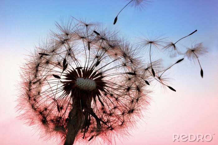 Sticker Pusteblume als Natur