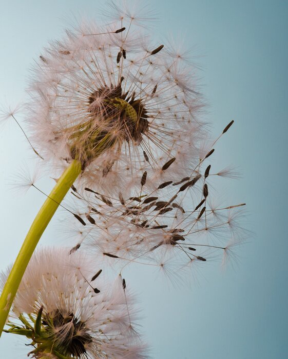Sticker Pusteblume vor dem Hintergrund des klaren Himmels