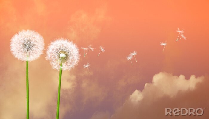 Sticker Pusteblume vor dem Hintergrund des rosa Himmels