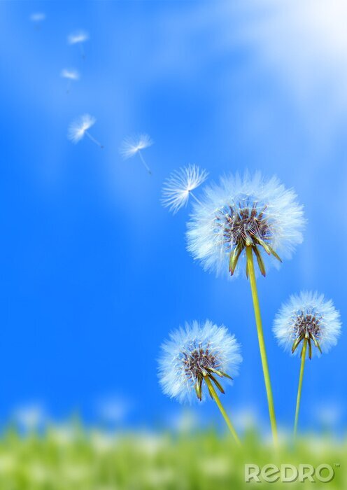 Sticker Pusteblumen auf verschwommenem Hintergrund