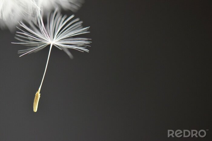 Sticker Pusteblumensamen auf grauem Hintergrund