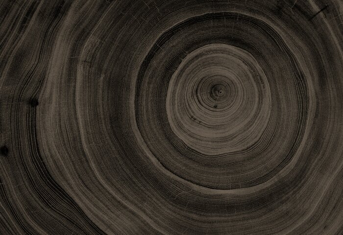 Sticker Querschnitt aus dunklem Holz