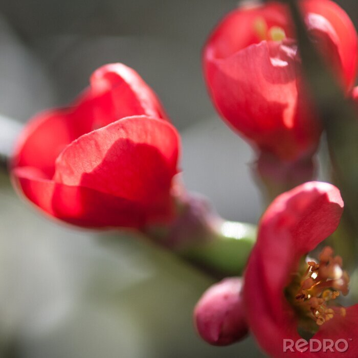 Sticker Quitte auf verschwommenem Hintergrund