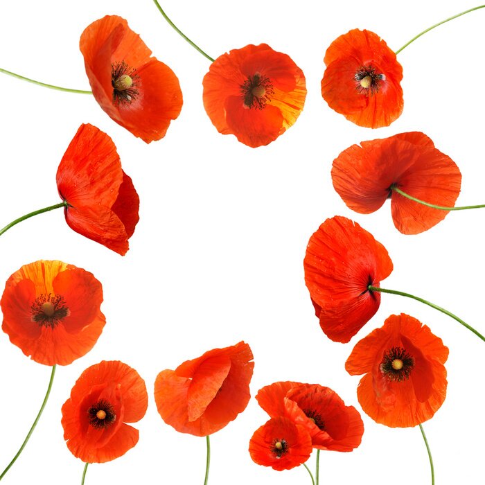 Sticker Rahmen aus roten Mohnblumen