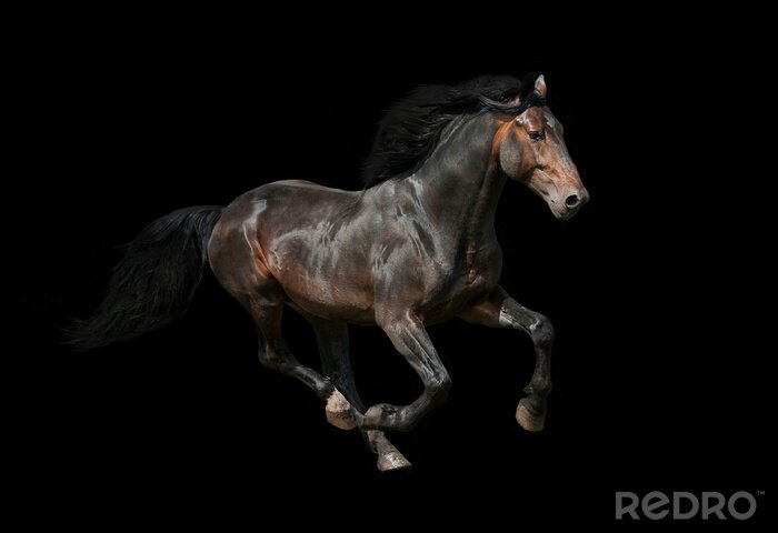 Sticker Rappe auf schwarzem hintergrund