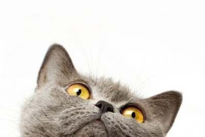 Sticker Rassekatze Katzenporträt Mund und Augen