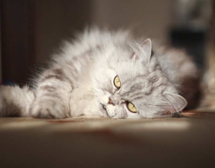 Sticker Rassekatzen Perserkatze auf dem Boden liegend