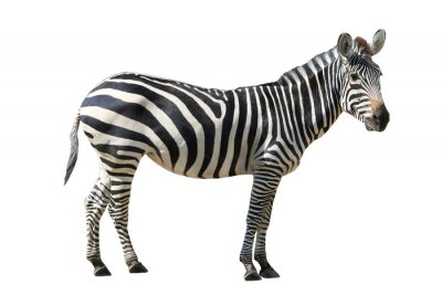 Sticker Realistisches Zebra auf weißem Hintergrund