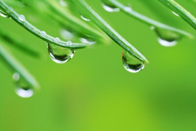 Sticker Regen fällt auf Kiefernnadeln