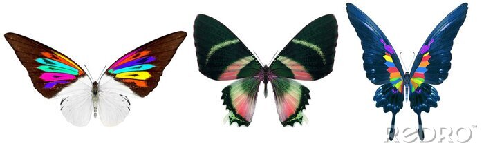 Sticker Regenbogenfarbene Schmetterlinge