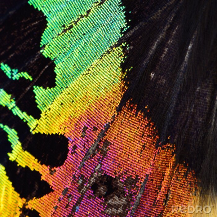 Sticker Regenbogentextur der Flügel von Schmetterlingen