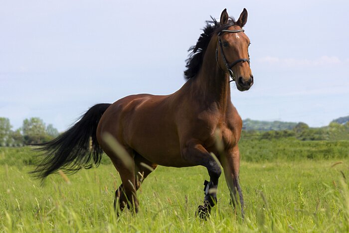 Sticker Reitpferd mit schwarzer Mähne und Schwanz auf einer Wiese