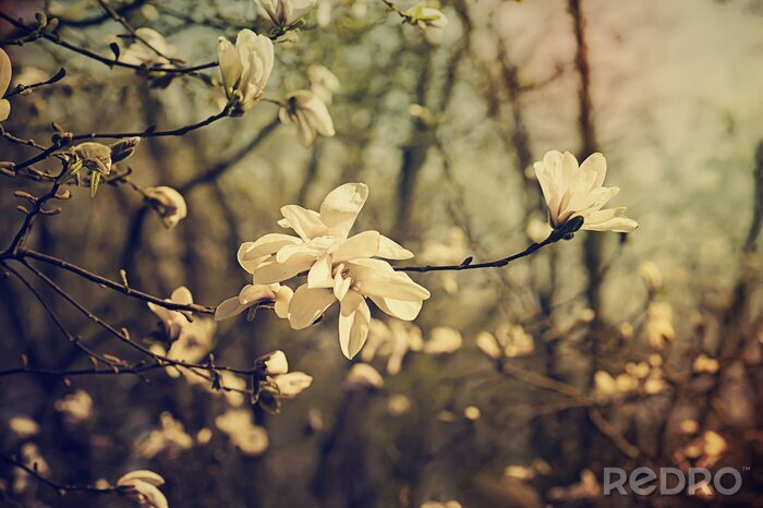 Sticker Retro-Magnolie