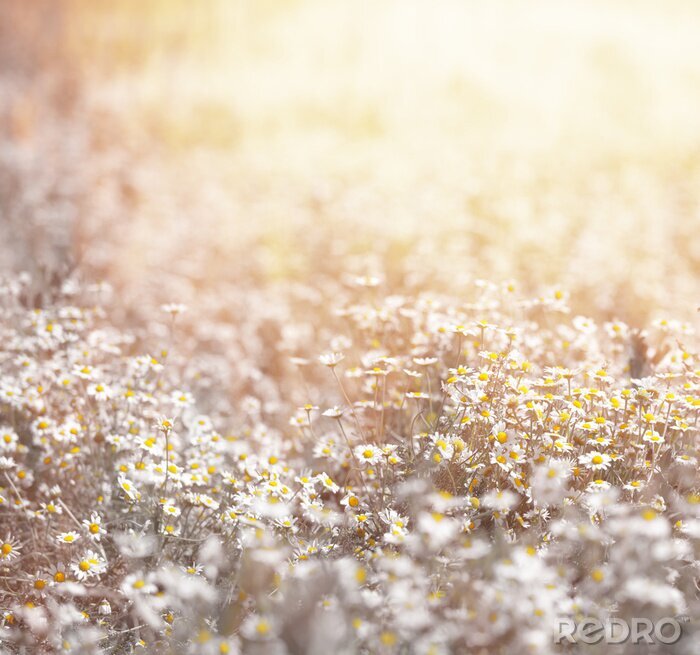 Sticker Retro-Wiese mit Gänseblümchen