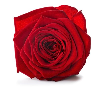 Sticker Riesige rote Rose