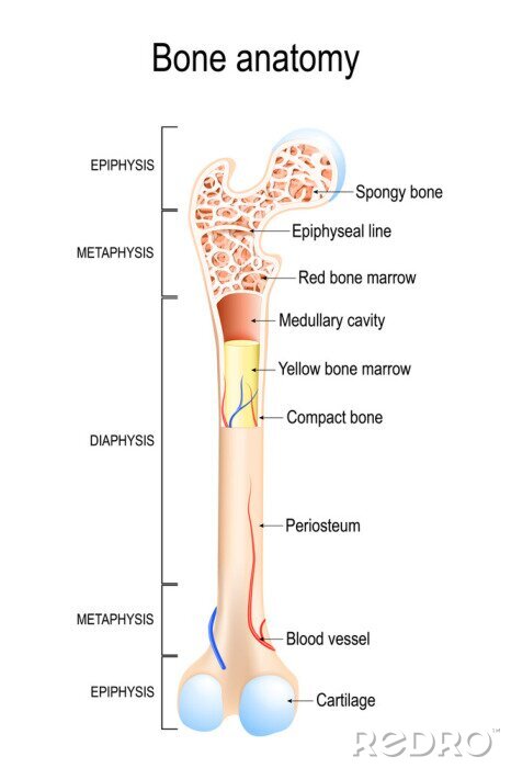 Sticker Röhrenknochen Aufbau