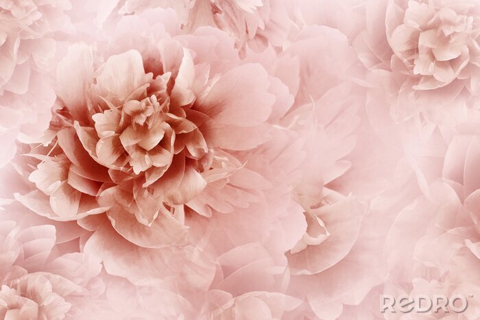 Sticker Rosa abstrakte Pfingstrose