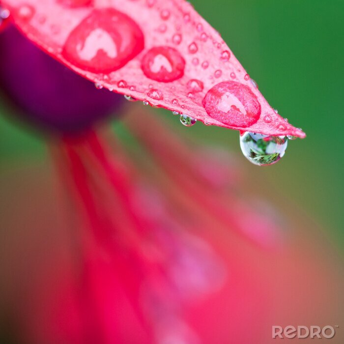 Sticker Rosa auf einem roten Blatt