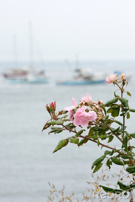 Sticker Rosa Blume und Boote im Hintergrund