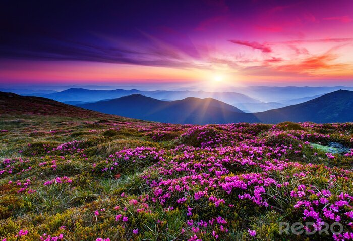 Sticker Rosa Blumen auf einem Berghügel bei Sonnenuntergang