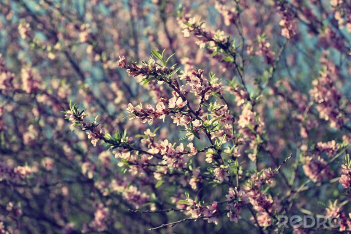 Sticker Rosa Blumen auf grauem Hintergrund