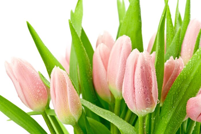 Sticker Rosa Blumen vor weißem Hintergrund