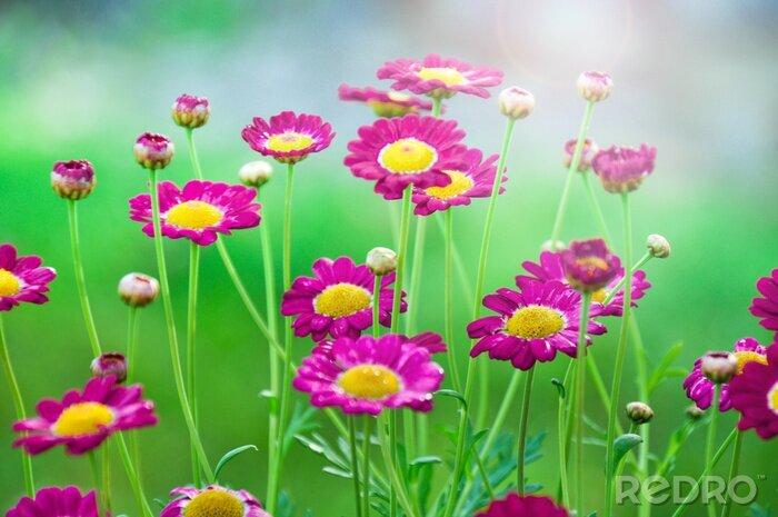 Sticker Rosa Feldblumen im Gras