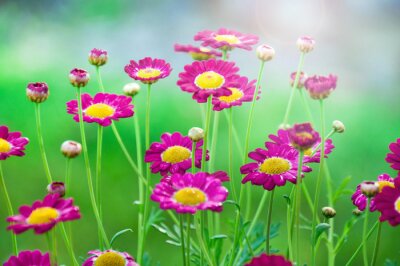 Sticker Rosa Feldblumen im Gras