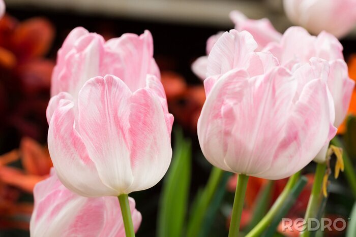 Sticker Rosa Gartentulpen