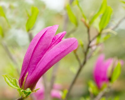 Sticker Rosa Magnolie auf einem Zweig