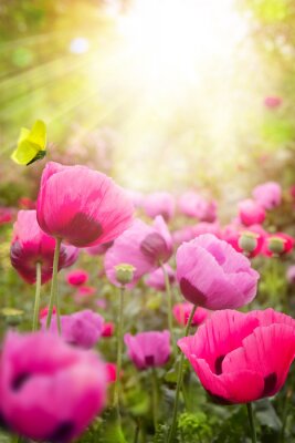 Rosa Mohnblumen auf der Lichtung
