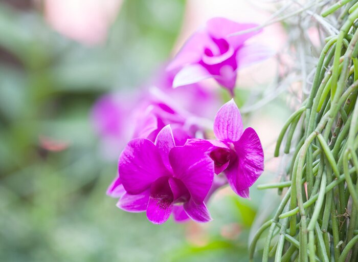 Sticker Rosa Orchidee auf unscharfem Hintergrund