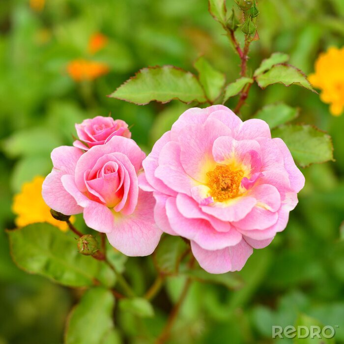 Sticker Rosa Rosen im Garten