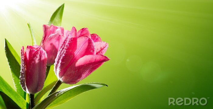 Sticker Rosa Tulpen im Sonnenschein