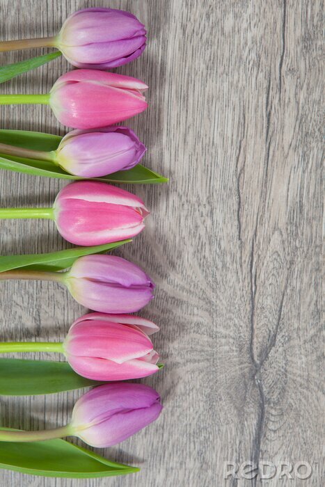 Sticker Rosa Tulpen in einer Reihe