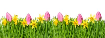 Sticker Rosa Tulpen mit Narzissen