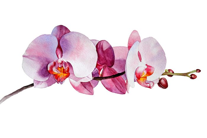 Sticker Rosa Zweig mit Orchideenblüten