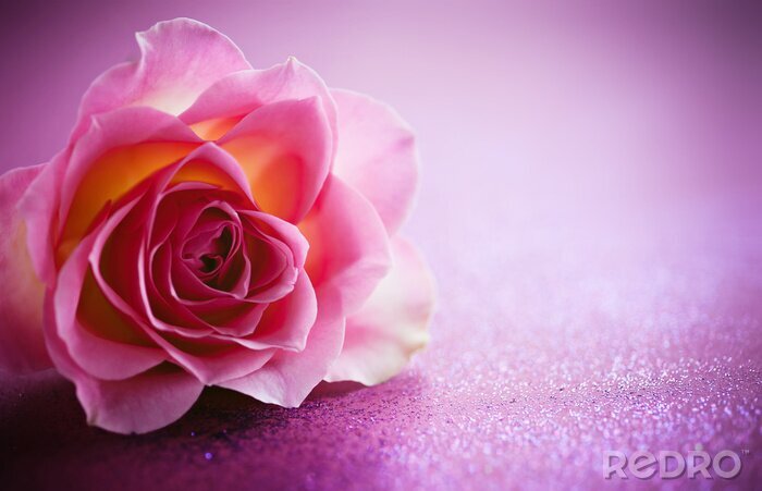Sticker Rose auf lila Hintergrund