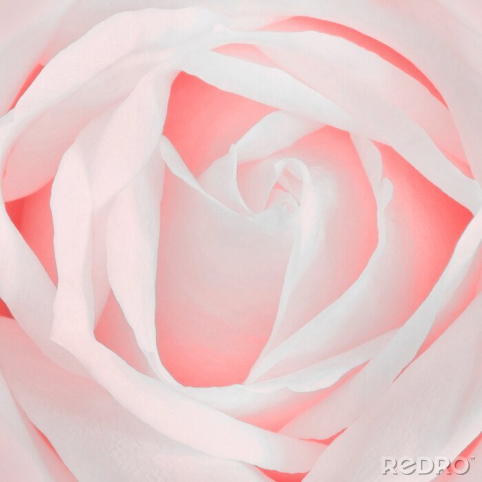 Sticker Rose Rosa