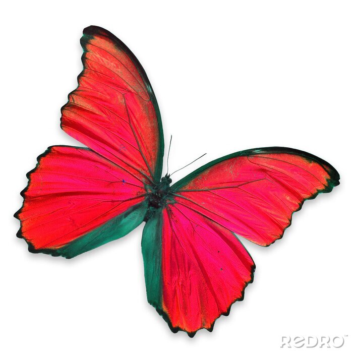 Sticker Rot geflügelter Schmetterling