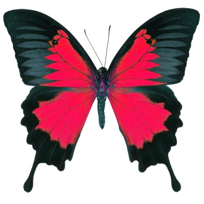 Sticker rot-schwarzer Schmetterling auf weißem Hintergrund