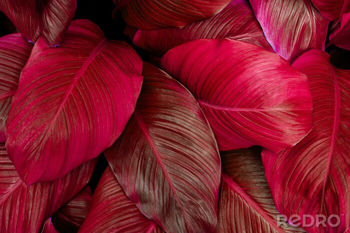 Sticker Rote Blätter