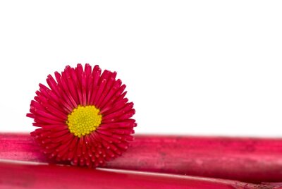 Sticker Rote Blume auf Bambus