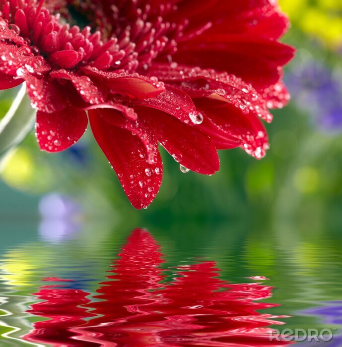 Sticker rote Blume, die über dem Wasser wächst