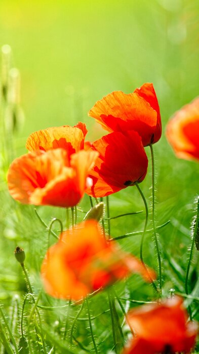 Sticker Rote Blumen auf einer grünen Wiese