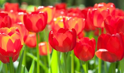 Sticker Rote Blumen glitzern in der Sonne